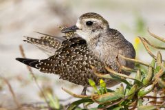 Golden-Plover-1