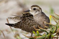 Golden-Plover-2