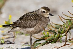 Golden-Plover-3