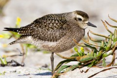 Golden-Plover-4