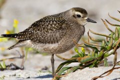 Golden-Plover-5