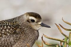 Golden-Plover-6