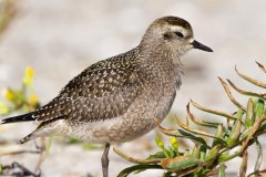 Golden-Plover-7