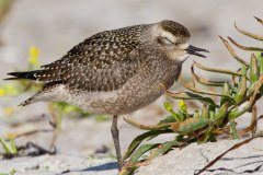 Golden-Plover-8