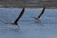 Juvenile Skimmers learning to skim.